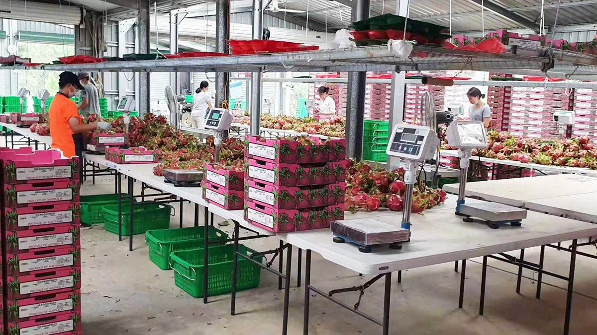澳洲某大型火龍果莊園大批量采購(gòu)電子秤進(jìn)行水果包裝